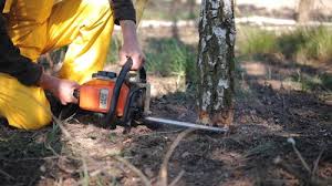 Best Hazardous Tree Removal  in Morrisonville, NY