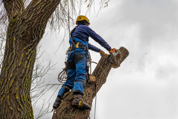 Best Commercial Tree Services  in Morrisonville, NY