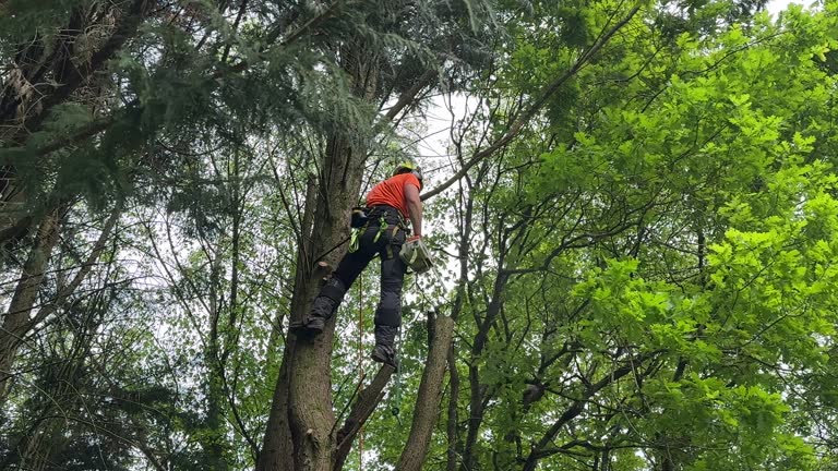 How Our Tree Care Process Works  in  Morrisonville, NY