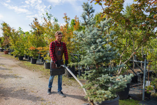 Best Palm Tree Trimming  in Morrisonville, NY